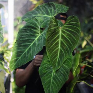 Philodendron Splendid – Hybrid Melanochrysum x Verrucosum Premium