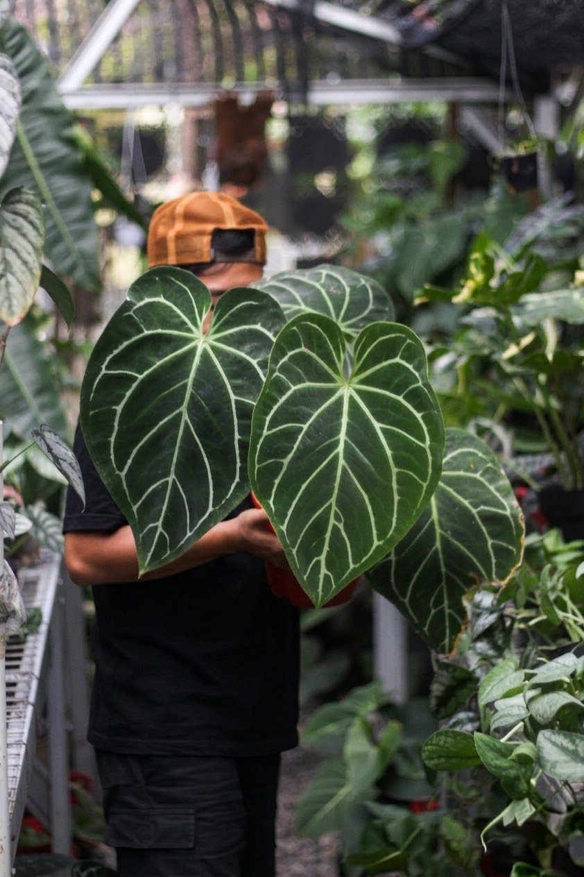 Koleksi Anthurium Fest Garden