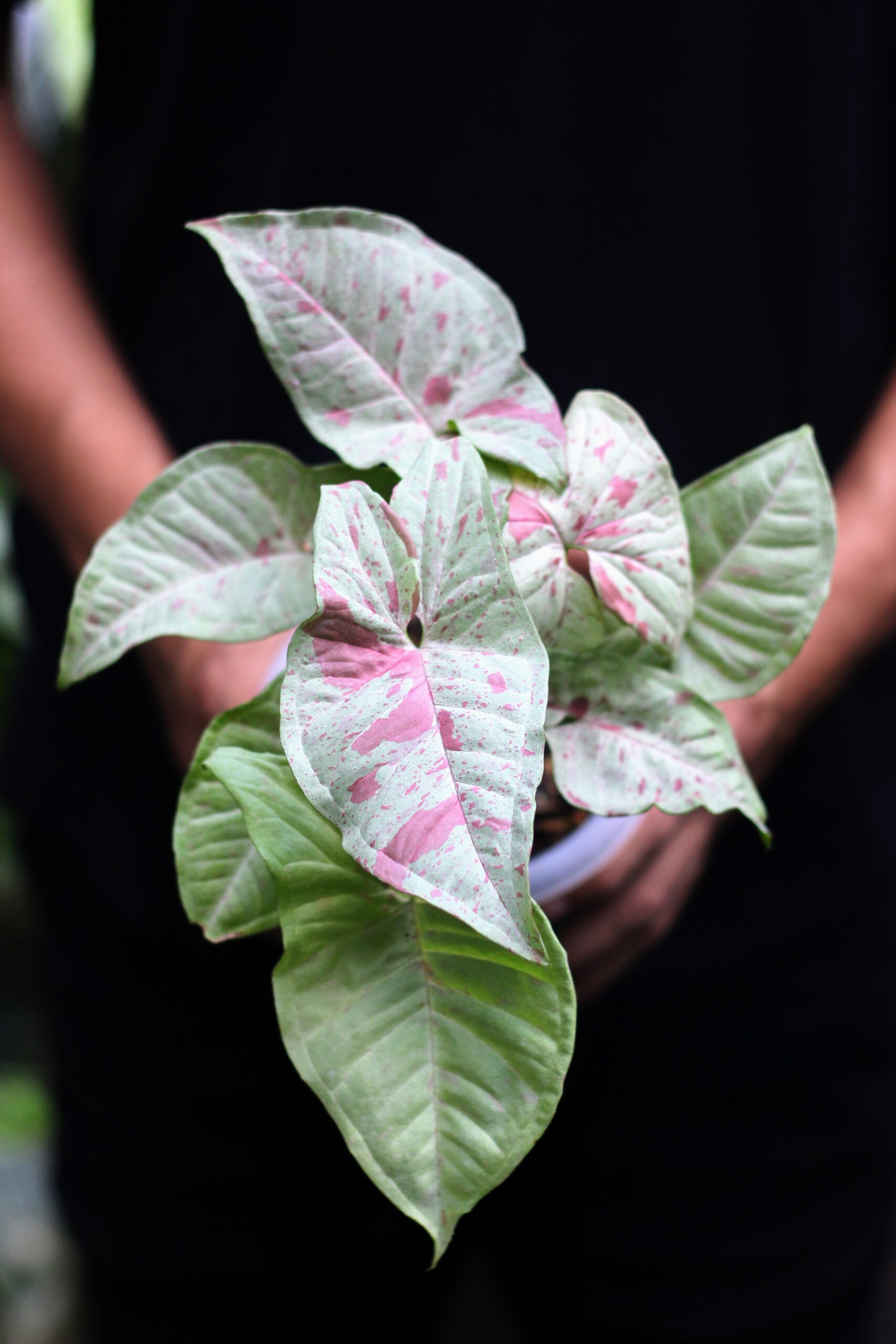 Koleksi Syngonium Fest Garden