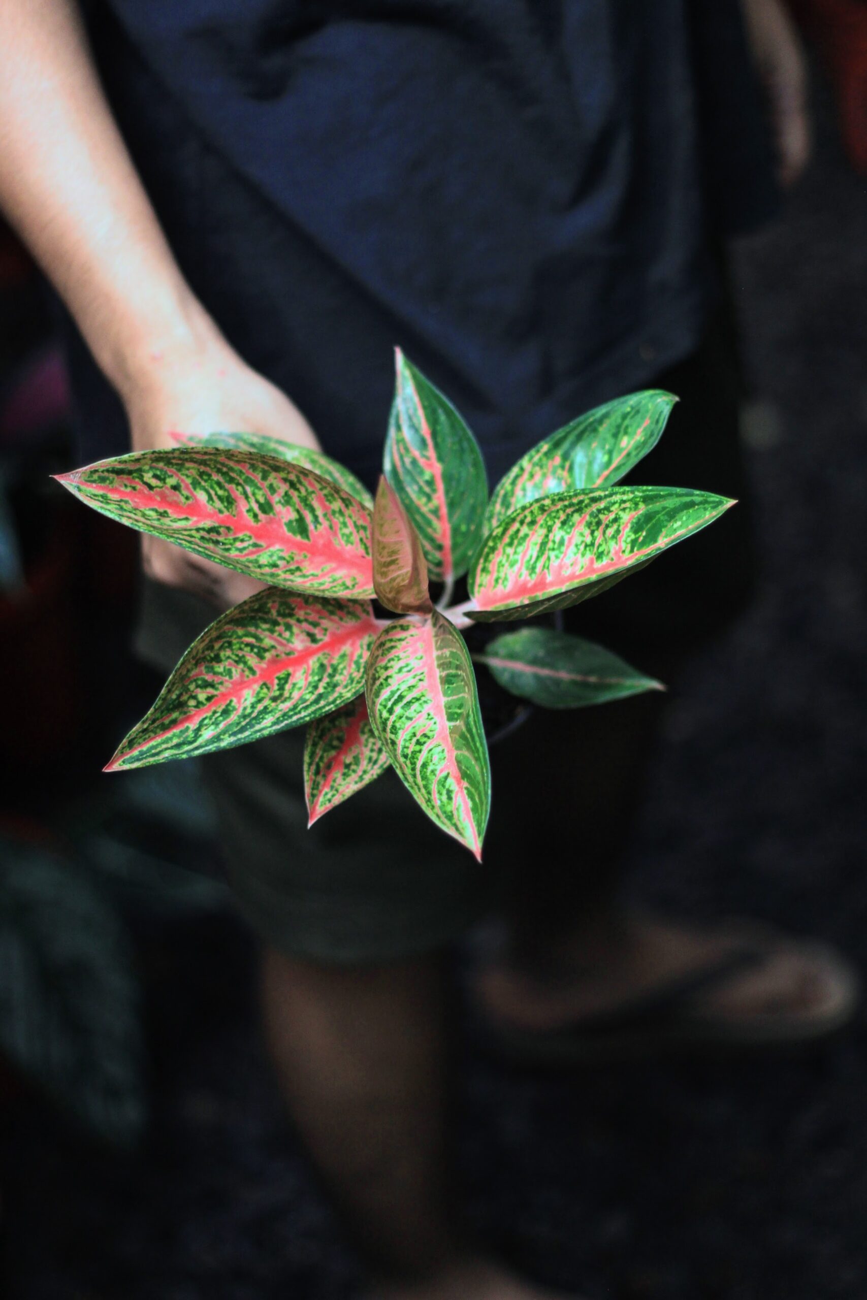 Koleksi Aglaonema Fest Garden