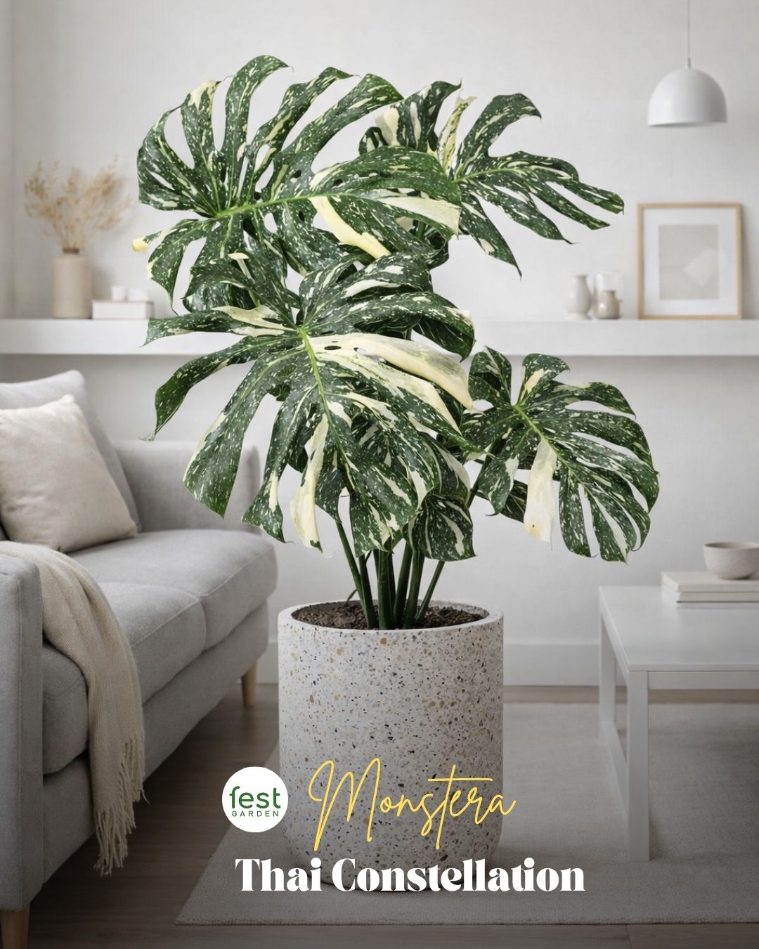 Penataan Monstera, Philodendron, dan Alocasia di dalam rumah dengan cahaya tersaring